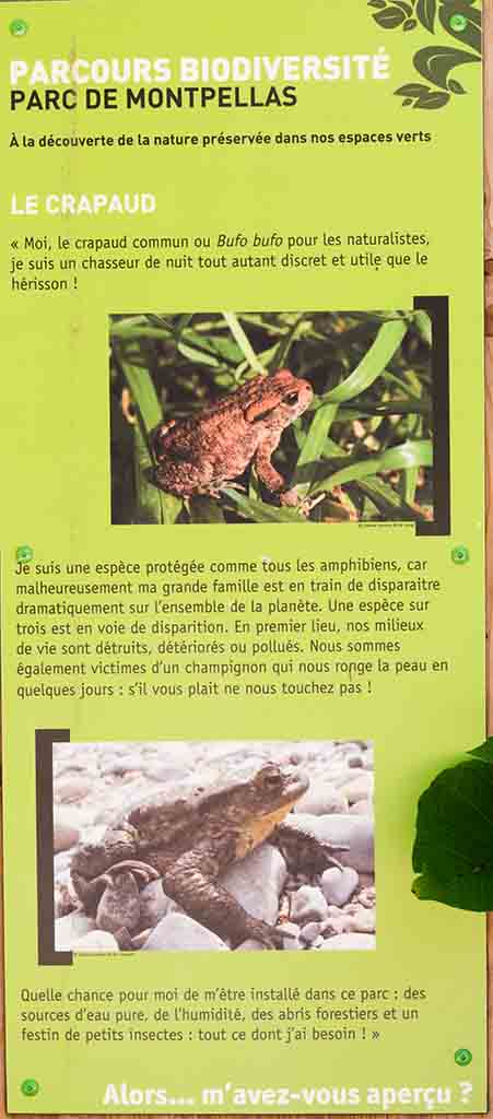 Montpellas-4-Crapaud_DSG_3084