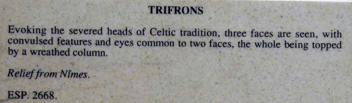 Trifrons