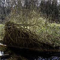 Bois de Serres Arbre Couché Dardilly