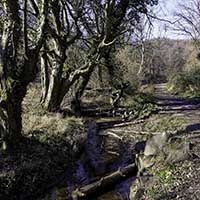 Bois de Serres Ruisseau des Planches Dardilly