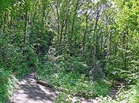 Le Bois de la Caille entre le Bas de la rue du Bois de la Caille et le Haut de la rue du Bois de la Caille