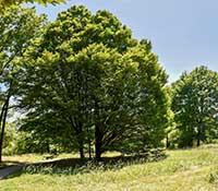 Parc de Montpellas à Saint Rambert l’Île Barbe