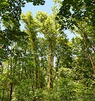 Parc de la Garde - de grands arbres - Lyon 5ème