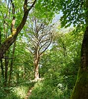 Parc de la Garde - de grands arbres - Lyon 5ème