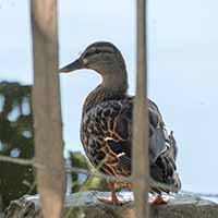 Sarcelle au Parc de Lacroix Laval à Marcy l’Etoile