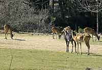 Antilopes dans la plaine Africaine parc Lyon 6ème