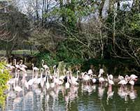 Flamants Roses au parc Lyon 6ème