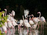 Flamants Roses au parc Lyon 6ème