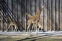 Girafes du Parc de la Tête d’Or Lyon 6ème