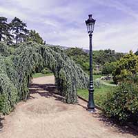 Cèdre Pleureur - Parc de la tête d’or, Roseraie  Lyon 6ème