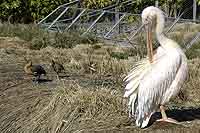 Pélican au Parc de la Tête d’Or Lyon 6ème