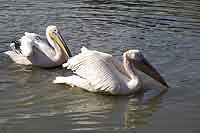 Pélicans au Parc de la Tête d’Or Lyon 6ème