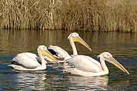 Pélicans au Parc de la Tête d’Or Lyon 6ème