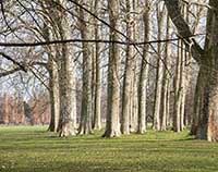 Platanes au Parc de la Tête d’Or Lyon 6ème