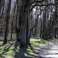 Le Bois de Serres Dardilly