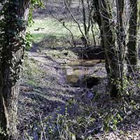 Le Bois de Serres Le Ruisseau des Planches Dardilly