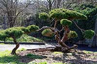 Jardin vers l’esplanade à Dardilly