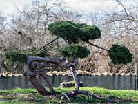 Jardin vers l’esplanade à Dardilly